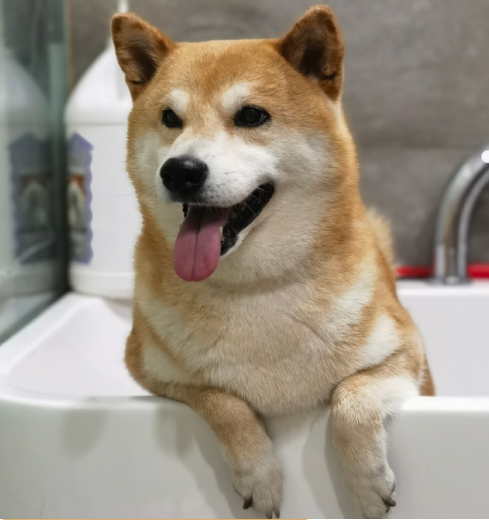 柴犬在社交媒体上非常火，但为什么实际养起来的人却不多？