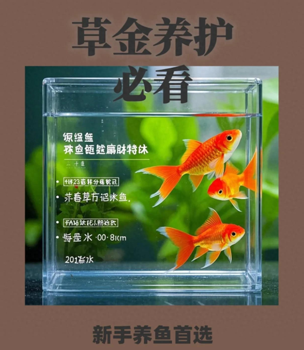草金鱼：金鱼家族的开山鼻祖，被誉为“水中活化石”！