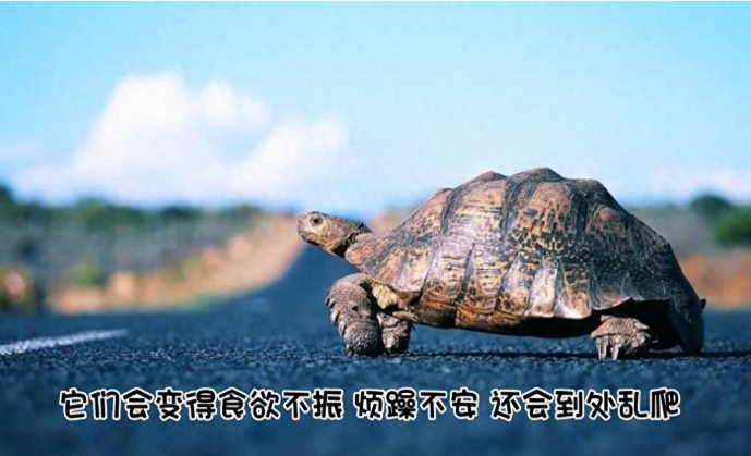 乌龟多大才能产蛋？如何得知乌龟是否怀孕？