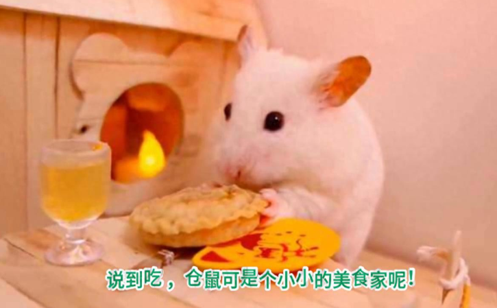 仓鼠可是杂食性动物，到底吃什么最合适？