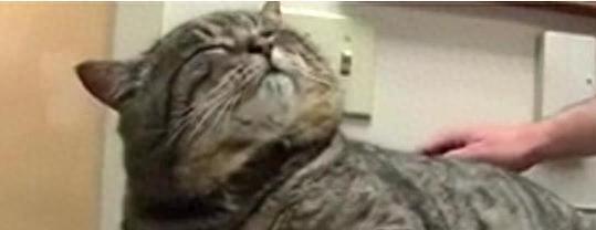 流浪猫为什么在外流浪，还能养得一身肥膘？