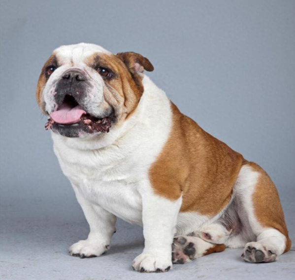 狗狗知识科普 | 英国斗牛犬！