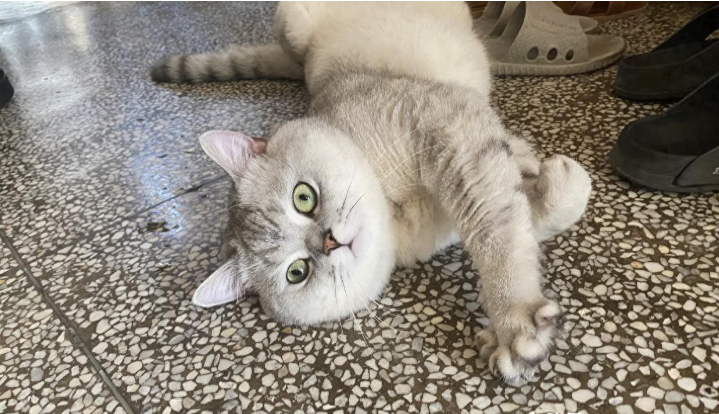 盘点10种常见的猫咪叫声，让你真正听懂主子的心声