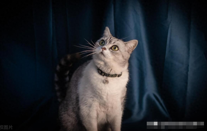 猫咪胡须突然脱落？这背后3个危险信号千万别忽视！