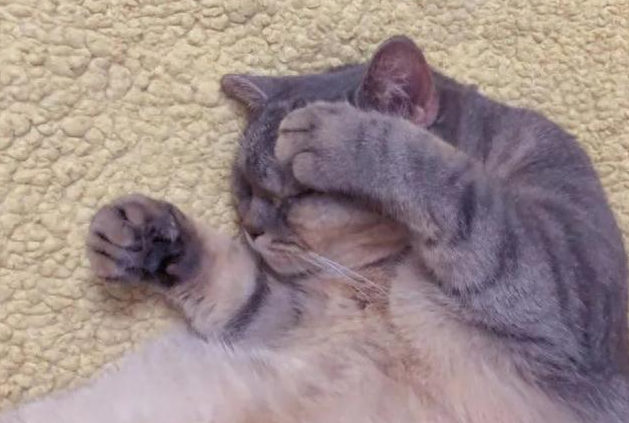 猫咪几乎不叫正常么？一年不喵一声，到底是高冷还是病号？