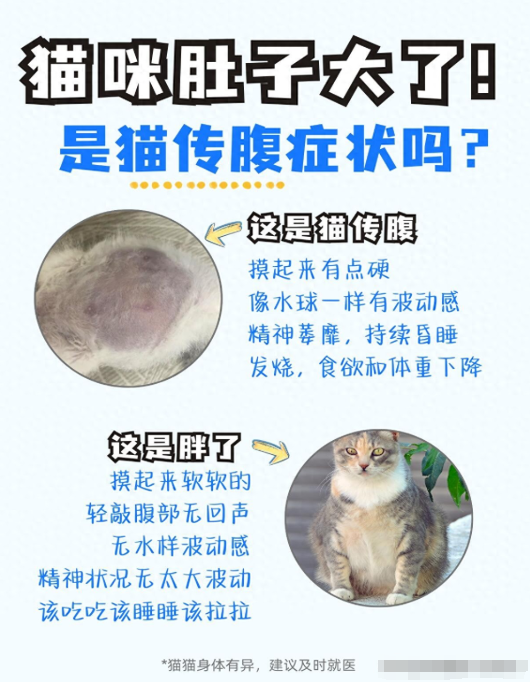猫咪肚子大了就是猫传腹吗？如何判断猫咪的状况？