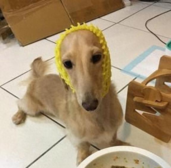 垂耳狗狗吃饭耳朵怕弄脏？为了狗狗耳朵健康日常要做好这几点