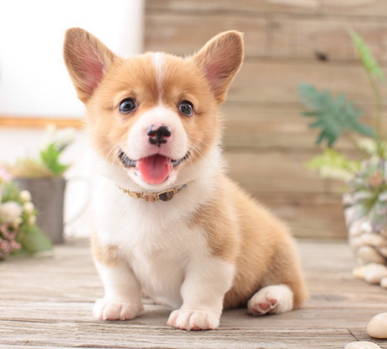 幼犬腹泻怎么办？2个月大的奶狗是肠胃炎的高发期？