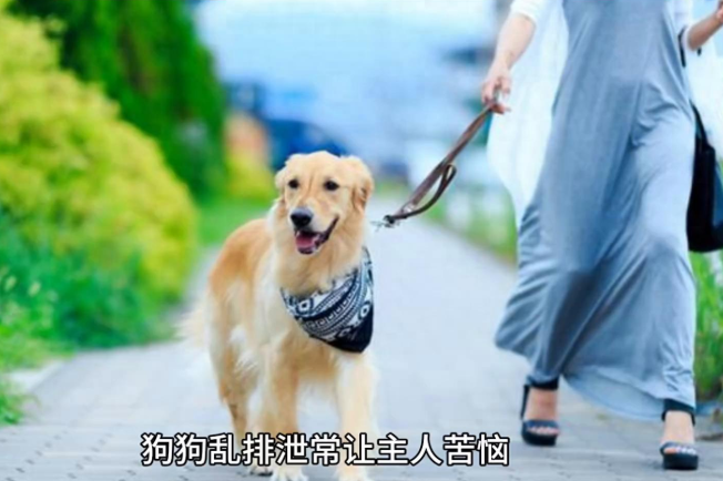 狗狗乱排泄常让主人苦恼？让狗狗学会定点大小便的超实用秘籍
