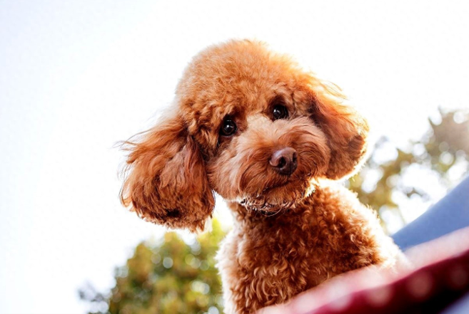 泰迪犬自制狗粮配方，吃出毛亮体壮不挑食