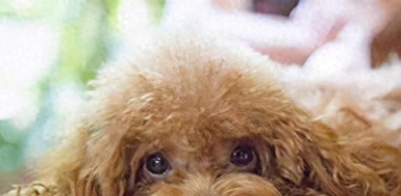 贵宾犬毛发暗淡无光？5种平价食材吃出红毯级光泽
