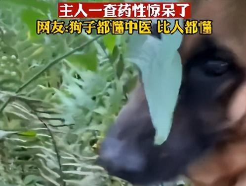 狗狗为什么会自己找草药吃？这种草药的药性是什么？