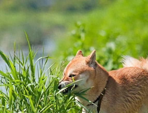 狗狗易得异食癖疯狂啃草？赶紧给狗狗喂点微量元素片