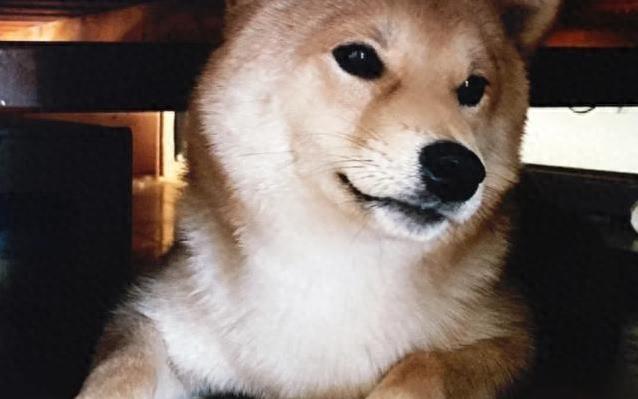狗狗最爱藏你的贴身物品？因为你的气味对狗狗来说太重要了