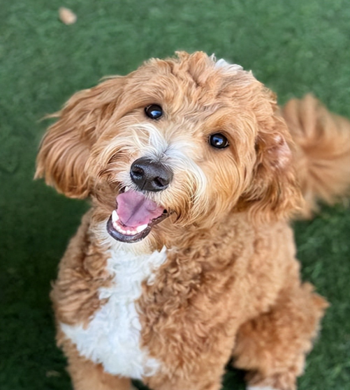 贵宾犬吃什么牌子狗粮好？贵宾犬专属狗粮推荐：按需闭眼入！