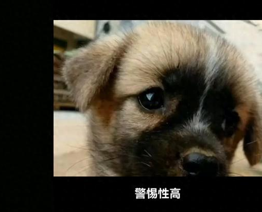 旺财狗全解析：7大特征一眼认出“招财旺家”的毛孩子