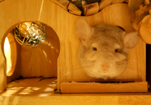 怎样养龙猫？龙猫饲养中有什么注意事项？