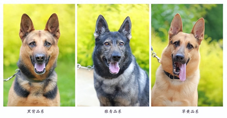 中国本土犬种图鉴：一文看懂性格与特长