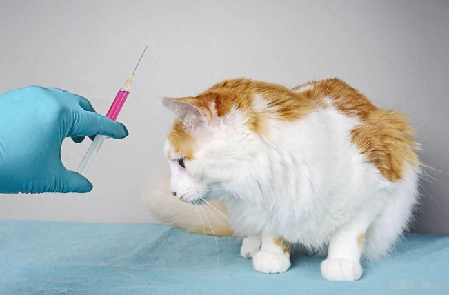 猫咪疫苗全攻略：新手爸妈一看就懂的免疫时间表