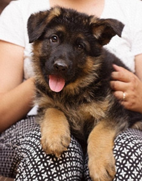 德牧幼犬怎么挑才不翻车？从血统到性格，五大标准助你选出最佳！