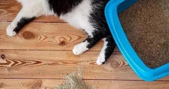 猫咪到处乱尿别抓狂！3步揪出真凶，根治猫咪尿尿危机