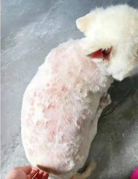狗狗皮肤红灯警报！5大常见皮肤病症状+对症疗法