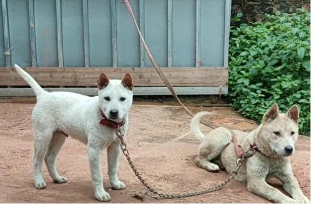 邻居投诉狗狗太吵？3步止吠训练，安静又看家！