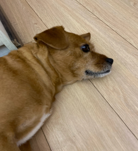 狗狗洗澡后需要吹干吗？狗狗洗完澡不吹干等于埋下皮肤病？