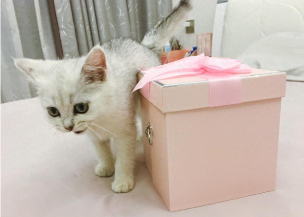 猫咪急救药箱Top5：备齐这5样，关键时刻真能救猫命！