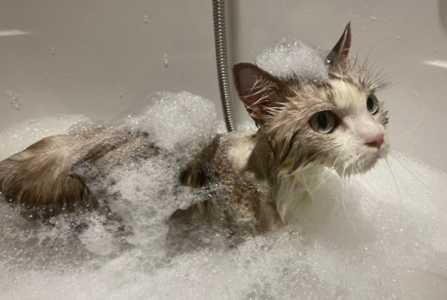 怎么给猫咪洗澡让它不反抗？猫咪洗澡脱敏大法