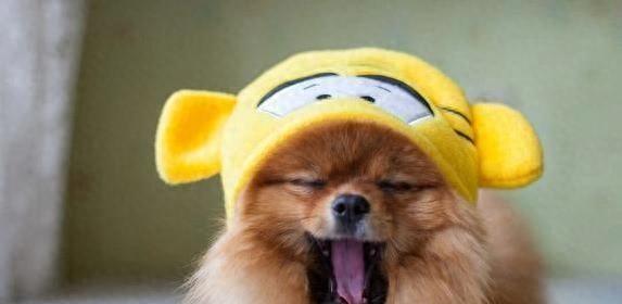 博美犬慎食！这7种水果让博美犬肠胃“闹革命”，铲屎官速速藏好