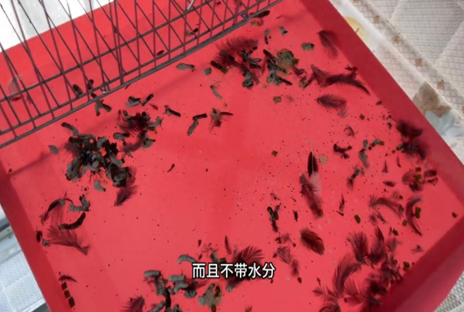 八哥鸟拉水便≠生病：破解常见误区