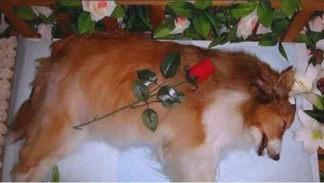 关于狗狗安乐死，主人必须知道的真相！