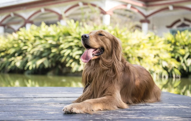成犬突然乱尿？4大常见原因+科学纠正五步法，一次看懂！