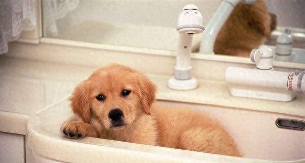 小狗狗总是怕冷是什么原因？揭秘幼犬怕冷真相