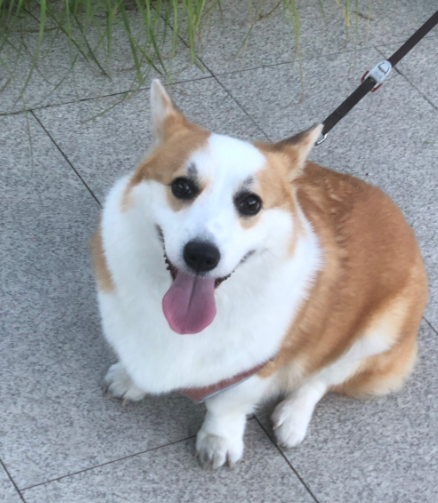 科学养犬秘籍：养好狗的十件重要的事