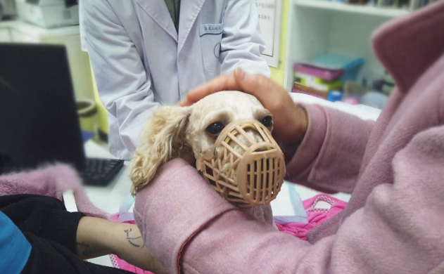 泰迪剖腹产后幼犬窒息！兽医黄金4分钟抢回一命