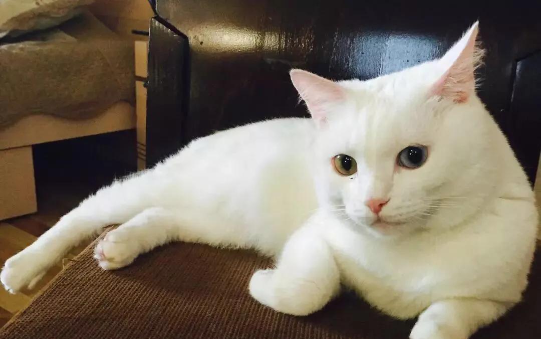 猫咪突然乱拉乱尿？90%是这7个坑你没填！