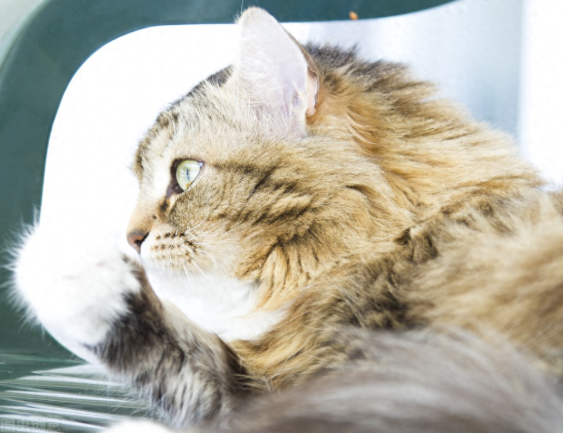 猫藓怎么治？会不会传人？猫藓的形成原因及治疗办法是什么？