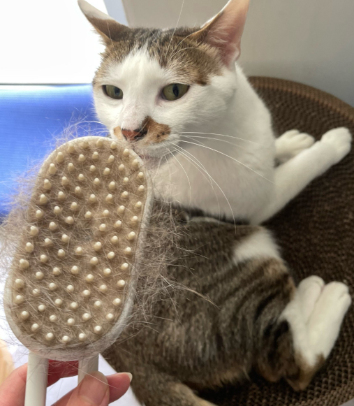 猫咪掉毛严重应该吃什么？7个可以让猫咪缓解掉毛严重的食物