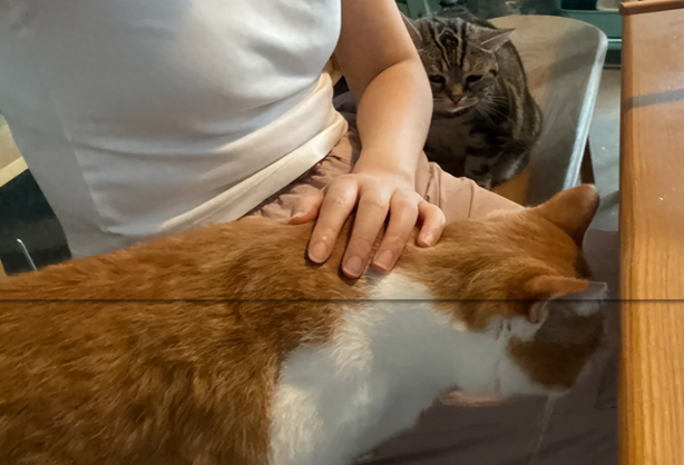 细数猫咪“认主”的7个阶段，全通关才算没白养！