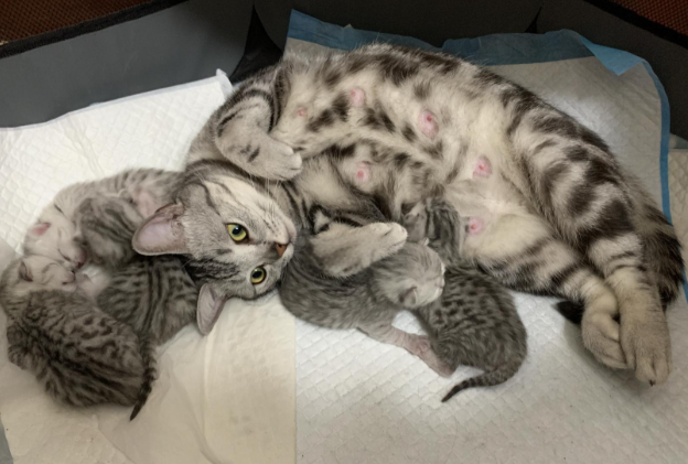 猫咪分娩全攻略：宫缩预警到哺乳护理，一篇看懂！
