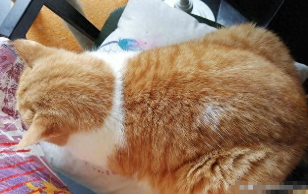 怎么判断猫咪健不健康？学会观察这几个地方，就能及时发现问题