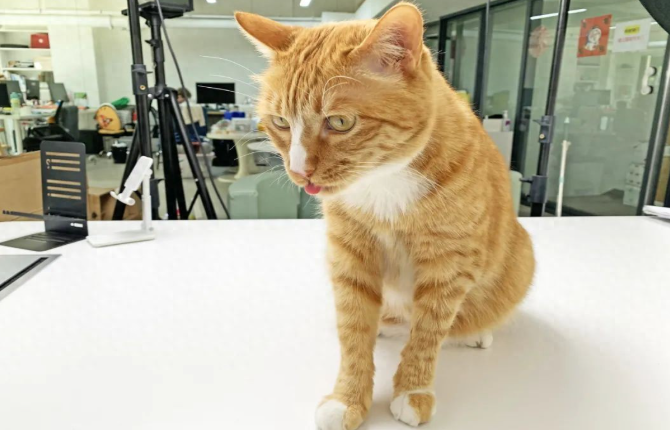 猫咪老吐舌头是在卖萌吗？4个隐藏健康信号